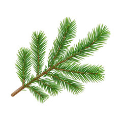 Vibrant green pine branch with fresh needles evokes sense of natural beauty