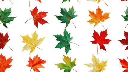 Fototapeta premium Vibrant maple leaf pattern offers delightful autumn color display