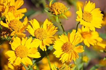 Vivid yellow Golden crownbeard, Verbesina encelioides, Arizona.