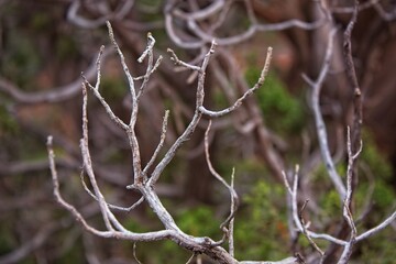 Closeup of dry branches on a tree, Arizona.