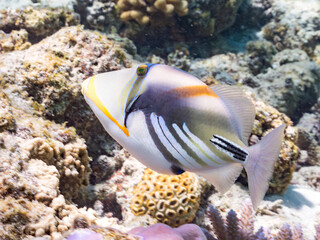 ムラサメモンガラ, Lagoon triggerfish. Picassofish, Rhinecanthus aculeatus,...