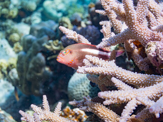メガネゴンベ, Ringeyed hawkfish, Paracirrhites arcatus, ゴンベ科,
美しいサンゴ礁と熱帯魚の群れ。
嘉比島沖縄県
島尻郡慶良間諸島座間味島-2025
サンゴの産卵があり卵が漂う。沖縄本島から40km西方の諸島。30以上の島嶼群全体が国立公園に指定。珊瑚礁の青い海と白い砂浜は世界屈指の美。貴重な動植物が多数生息。
