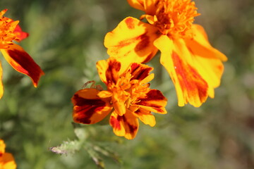 Marigold or the Tagetes Erecta yellow flower