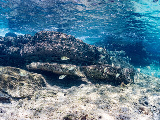 シマハギ, Convict surgeonfish, Acanthurus triostegus,...