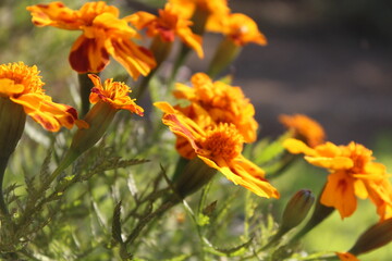 Marigold or the Tagetes Erecta yellow flower