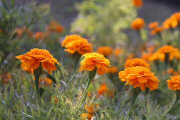 Marigold or the Tagetes Erecta yellow flower