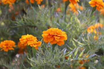Marigold or the Tagetes Erecta yellow flower