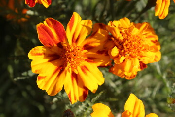 Marigold or the Tagetes Erecta yellow flower