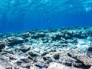 シマハギ, Convict surgeonfish, Acanthurus triostegus, ニザダイ科,
美しいサンゴ礁と熱帯魚の群れ。
嘉比島沖縄県
島尻郡慶良間諸島座間味島-2025
サンゴの産卵があり卵が漂う。沖縄本島から40km西方の諸島。30以上の島嶼群全体が国立公園に指定。珊瑚礁の青い海と白い砂浜は世界屈指の美。貴重な動植物が多数生息。
