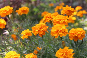 Marigold or the Tagetes Erecta yellow flower