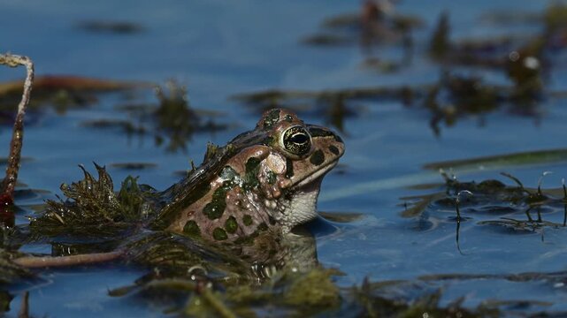 croaking European green toad // rufende Wechselkr&ouml;te (Bufotes viridis) - Lake Yliki, Geece