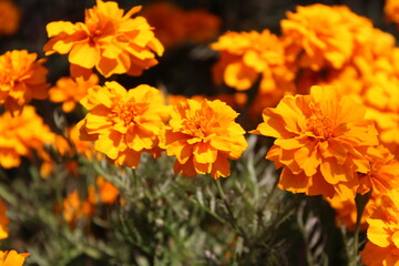 Marigold or the Tagetes Erecta yellow flower