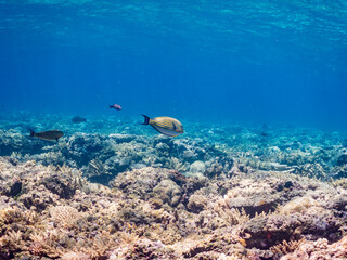 ニジハギyg, Lined surgeonfish juvenile, Striped surgeonfish, Acanthurus lineatus, ニザダイ科、
美しいサンゴ礁と熱帯魚の群れ。
嘉比島沖縄県
島尻郡慶良間諸島座間味島-2025
サンゴの産卵があり卵が漂う。沖縄本島から40km西方の諸島。30以上の島嶼群全体が国立公園に指定。珊瑚礁の青い海と白い砂浜は世界屈指の美。