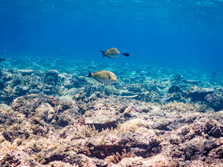ニジハギyg, Lined surgeonfish juvenile, Striped surgeonfish, Acanthurus lineatus,...