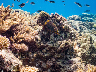 美しいクロハコフグ, Whitespotted boxfish, Ostracion meleagris, ハコフグ科,
美しいサンゴ礁と熱帯魚の群れ。
嘉比島沖縄県
島尻郡慶良間諸島座間味島-2025
サンゴの産卵があり卵が漂う。沖縄本島から40km西方の諸島。30以上の島嶼群全体が国立公園に指定。珊瑚礁の青い海と白い砂浜は世界屈指の美。貴重な動植物が多数生息。
