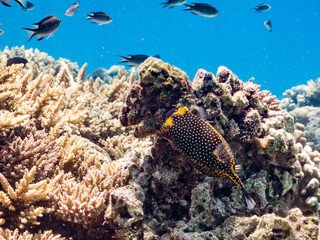 美しいクロハコフグ, Whitespotted boxfish, Ostracion meleagris, ハコフグ科,
美しいサンゴ礁と熱帯魚の群れ。
嘉比島沖縄県
島尻郡慶良間諸島座間味島-2025
サンゴの産卵があり卵が漂う。沖縄本島から40km西方の諸島。30以上の島嶼群全体が国立公園に指定。珊瑚礁の青い海と白い砂浜は世界屈指の美。貴重な動植物が多数生息。
