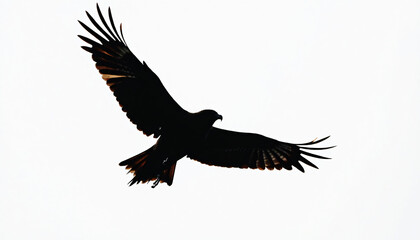 Fototapeta premium Bird in flight silhouette