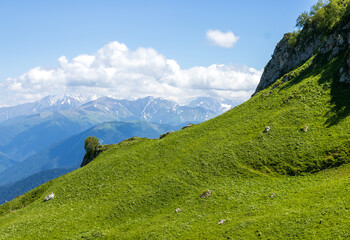 High-altitude meadows with flowers and green vegetation during the summer and autumn seasons