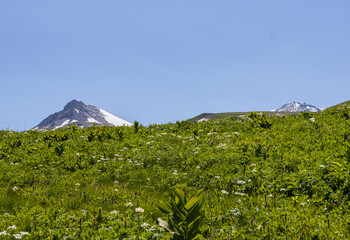 High-altitude meadows with flowers and green vegetation during the summer and autumn seasons