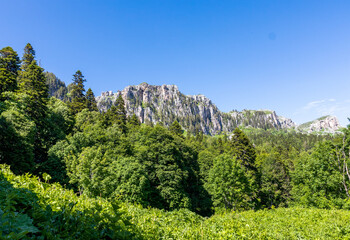 High-altitude meadows with flowers and green vegetation during the summer and autumn seasons