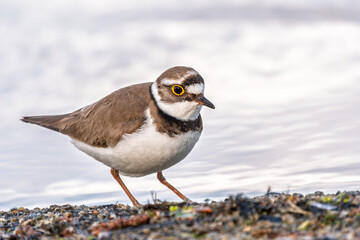 Little ringed plover (Charadrius dubius), bird standing on the lake shore