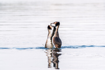 Mating games of two water birds Great Crested Grebes. Two waterfowl birds Great Crested Grebes swim in the lake with heart shaped silhouette