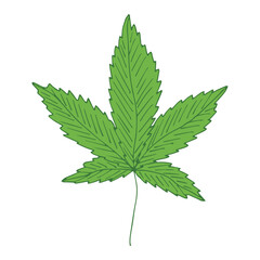 Hand drawn cannabis leaf Medicine marijuana Hemp leaves clipart in doodle style Single element for print, web, design, decor