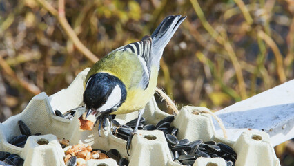 Wildlife photograph showcasing a resourceful Great Tit utilizing a simple, sustainable bird feeder...