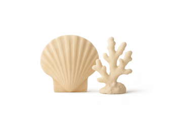 Seashell and coral representing marine life and ocean themes