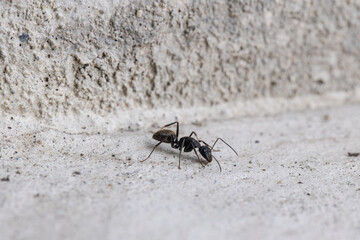 クロオオアリの働きアリ