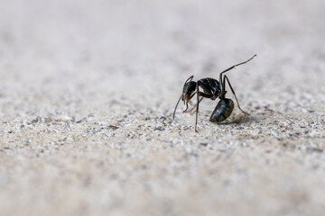 クロオオアリの働きアリ