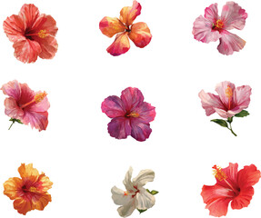 Fototapeta premium collection of flowers