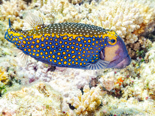 美しいクロハコフグ, Whitespotted boxfish, Ostracion meleagris, ハコフグ科,
美しいサンゴ礁と熱帯魚の群れ。
嘉比島沖縄県
島尻郡慶良間諸島座間味島-2025
サンゴの産卵があり卵が漂う。沖縄本島から40km西方の諸島。30以上の島嶼群全体が国立公園に指定。珊瑚礁の青い海と白い砂浜は世界屈指の美。貴重な動植物が多数生息。
