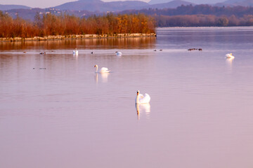 White swans on Lake Ptuj at sunset.