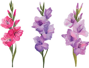 iris flowers isolated on white