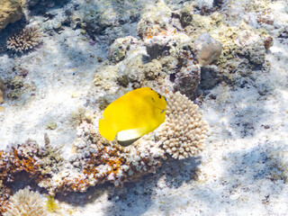 シテンヤッコ, Threespot Angelfish, Apolemichthys trimaculatus, キンチャクダイ科,...