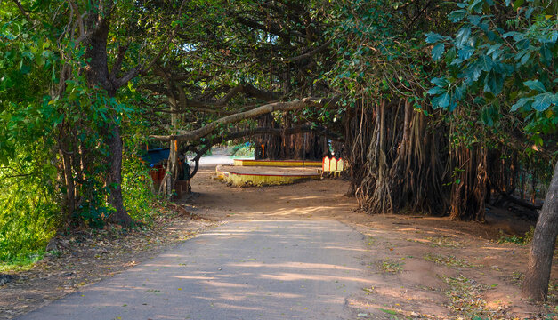 Scenic entrance to Chinganchira nature temple in Kollengode, Kerala, India &ndash; a serene path shaded by ancient banyan trees and surrounded by lush greenery.