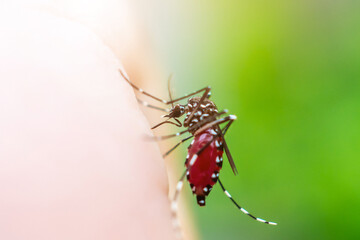 Aedes aegypti mosquitoes on human hand