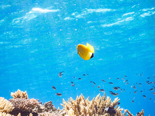 シテンヤッコ, Threespot Angelfish, Apolemichthys trimaculatus, キンチャクダイ科,...