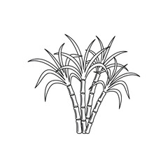 Sugarcane from field to sugar