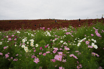 コスモスの花とコキア