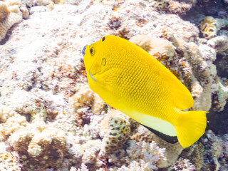 シテンヤッコ, Threespot Angelfish, Apolemichthys trimaculatus, キンチャクダイ科, 美しいサンゴ礁と熱帯魚の群れ。 嘉比島沖縄県 島尻郡慶良間諸島座間味島-2025 サンゴの産卵があり卵が漂う。沖縄本島から40km西方の諸島。30以上の島嶼群全体が国立公園に指定。珊瑚礁の青い海と白い砂浜は世界屈指の美。貴重な動植物が多数生息。 