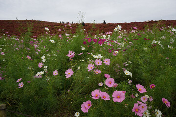 コスモスの花とコキア