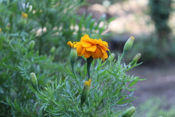 Marigold or the Tagetes Erecta yellow flower