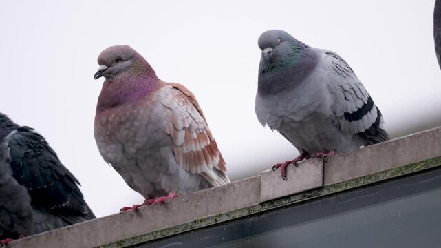 Rock pigeons sitting on a building ledge in Antwerp during winter.