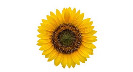 Fototapeta premium Vibrant Yellow Sunflower in Full Bloom Isolated on White Background Symbol of Positivity, Sunshine, and Natural Beauty