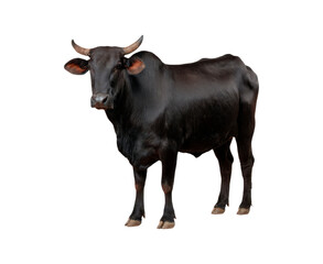 Majestic black bull on transparent background
