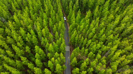 Aerial view of dark green forest road and white electric car Natural landscape and elevated roads...