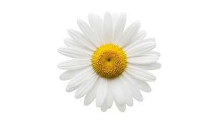 Fototapeta premium Elegant White Daisy Flower with Bright Yellow Center Isolated on Pure White Background