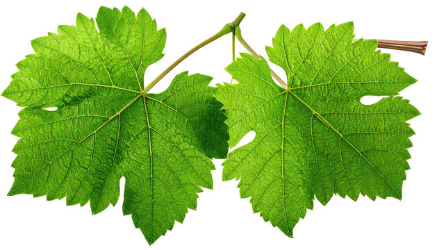 Two bright green grape leaves connect on a stem against a black background, illuminated by daylight